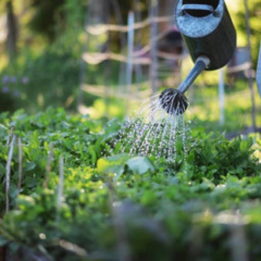 Comprar o produto de Planejamento de Pomar em Jardinagem pela empresa Flora Bonfim em Senhor do Bonfim, BA por Solutudo