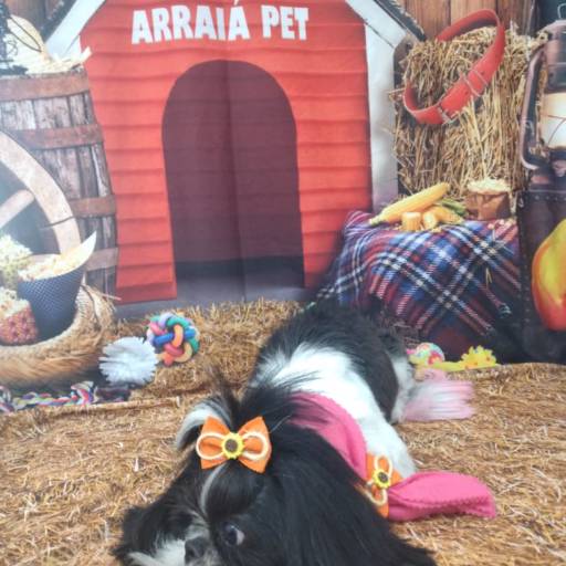 Banho temático - Festa Junina em Bauru por Tia Angela Centro de Estética Animal