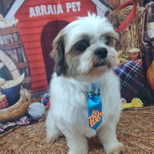 Banho temático - Festa Junina em Bauru por Tia Angela Centro de Estética Animal