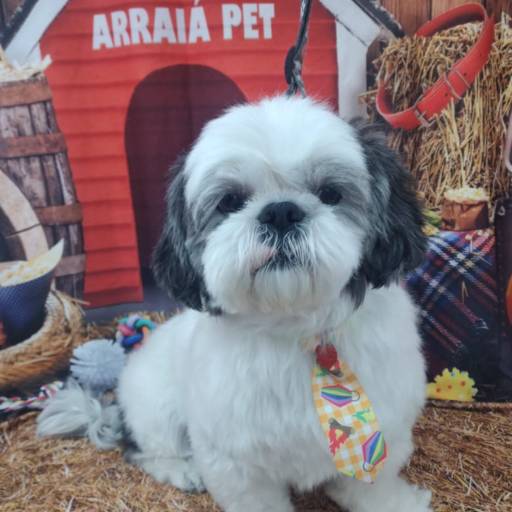 Banho temático - Festa Junina em Bauru por Tia Angela Centro de Estética Animal