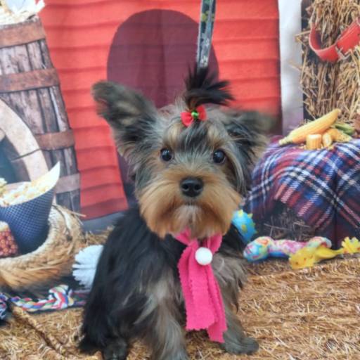 Banho temático - Festa Junina em Bauru por Tia Angela Centro de Estética Animal