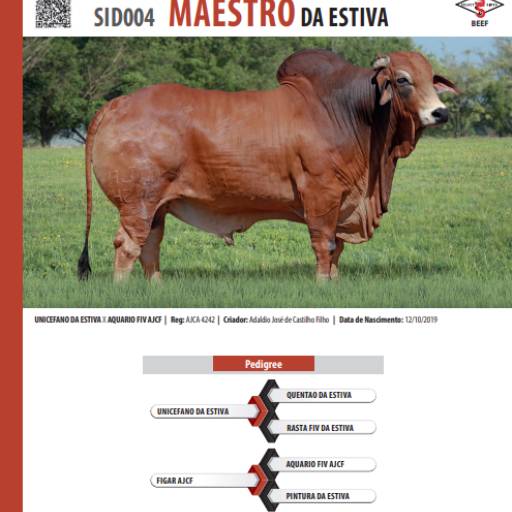 Touro Sindi Maestro da Estiva (SID004)