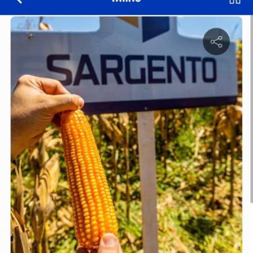 MILHO - Sargento TOP2 (Sacas com 60mil sementes) por Agro Sky Consultoria Tecnológica