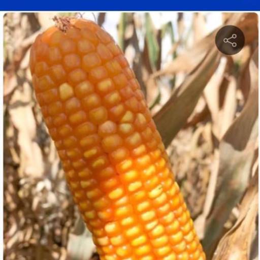 MILHO - Sniper VIP3 Safrinha (Sacas 60 mil sementes) 