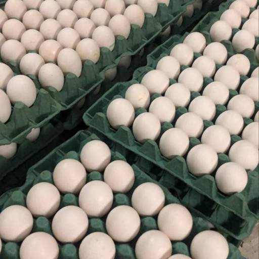 Comprar o produto de Ovos em Alimentos pela empresa Frios E Secos Laticínios em Maceió, AL por Solutudo