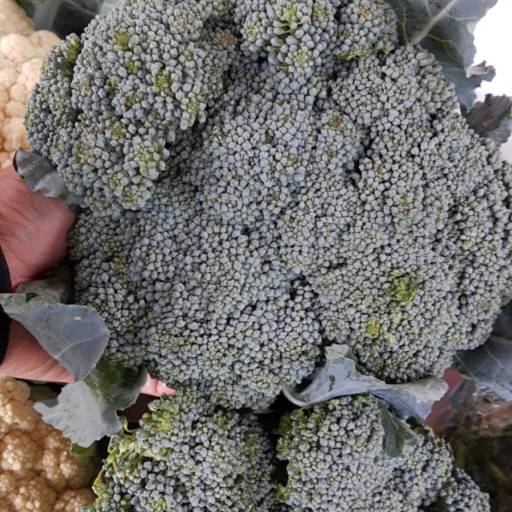 Comprar o produto de Brócolis Ninja em Bauru em Legumes pela empresa Quitanda Tomatão em Bauru, SP por Solutudo