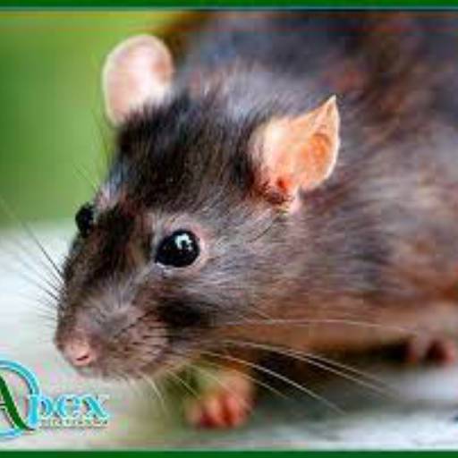 Acabar com Infestação de Ratos em Avaré por APEX DEDETIZADORA