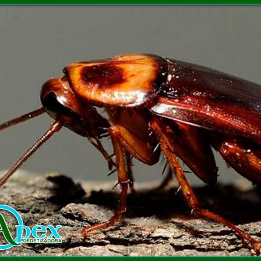 Dedetizadora em Avaré por APEX DEDETIZADORA
