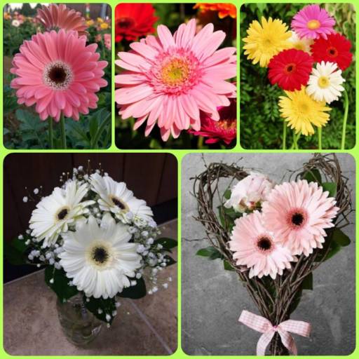 Flores e Cestas por Adriana Flores Loja 1