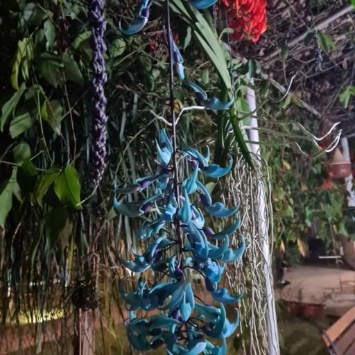 Flores e Cestas por Adriana Flores Loja 1