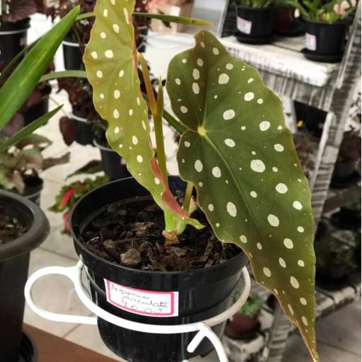 Plantas por Adriana Flores Loja 1