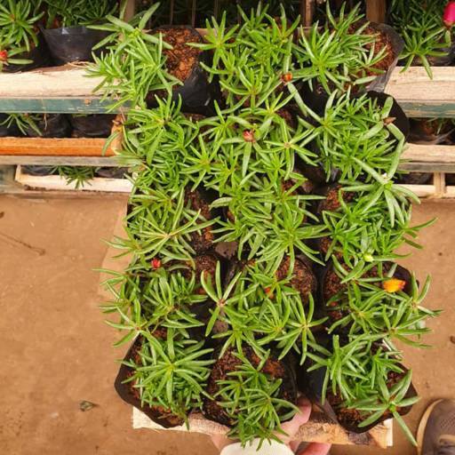 Plantas por Adriana Flores Loja 1