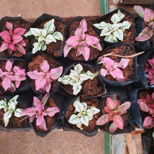 Flores e Cestas por Adriana Flores Loja 2