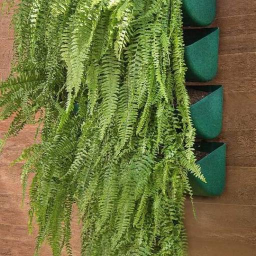 Plantas por Adriana Flores Loja 2