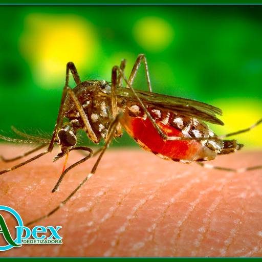 Controle de pragas em Avaré  por APEX DEDETIZADORA