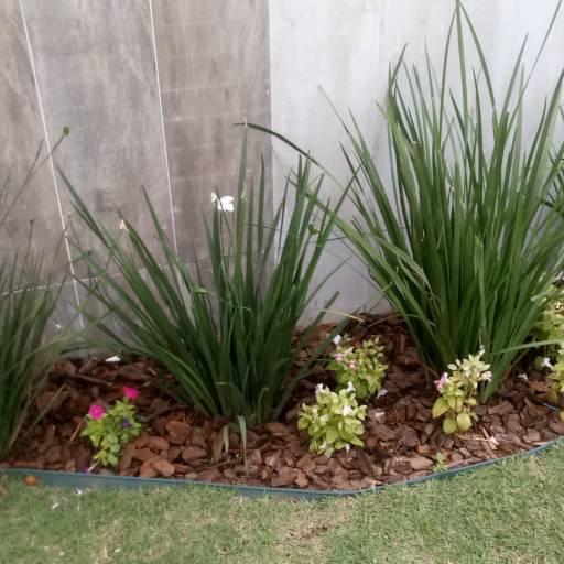 Manutenção de jardins em Salvador, BA por Imperial Paisagismo Projetos E Servicos Tecnicos