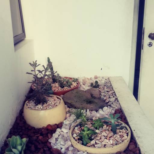 Criação de jardim em Salvador, BA por Imperial Paisagismo Projetos E Servicos Tecnicos