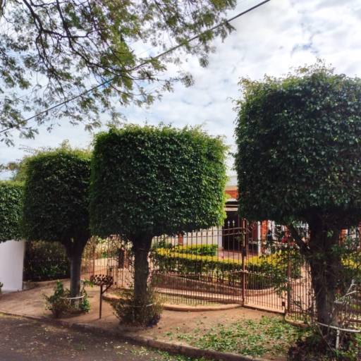 Corte e Poda de Árvores! Venha nos conhecer. por Pedro Quinteiro - Jardinagem Geral