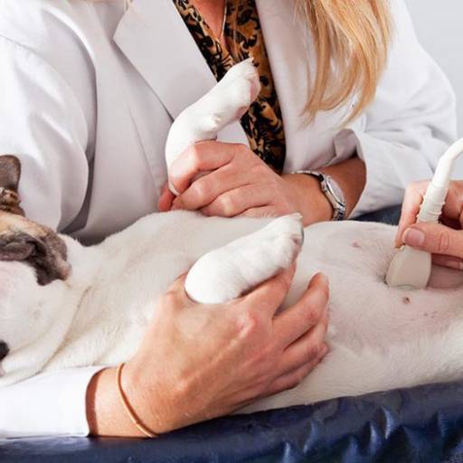 Ultrassom em Cães e Gatos  por Clínica Veterinária Vetcare RM