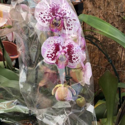 Comprar o produto de Orquídeas em Floriculturas pela empresa Sol Flora - Comercialização de Mudas em Itapetininga, SP por Solutudo