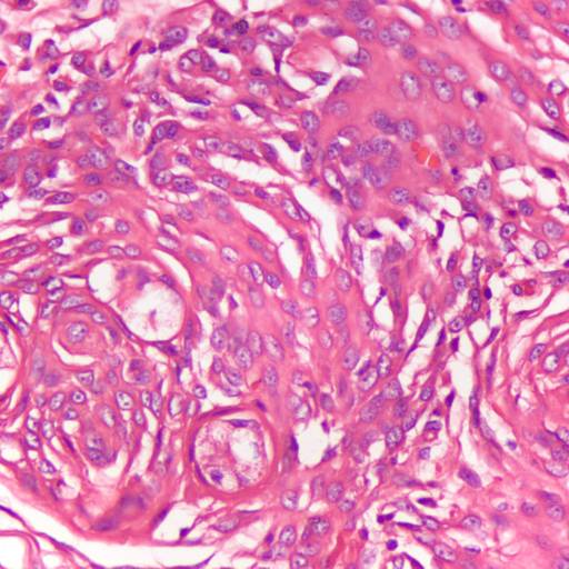 Histopatológico em Botucatu, SP por ObjetivaVet