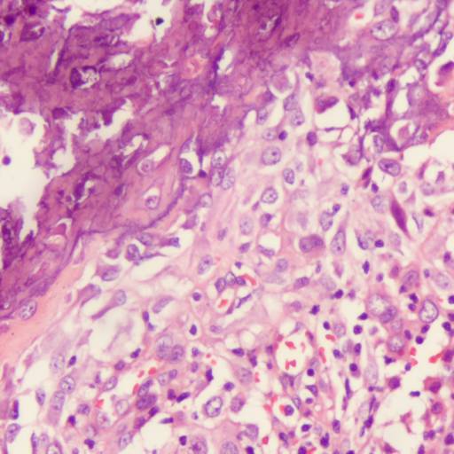 Histopatológico em Botucatu, SP por ObjetivaVet