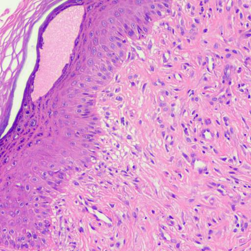Dermatopatologia  em Botucatu, SP por ObjetivaVet