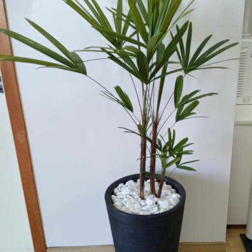 Comprar o produto de Palmeira Rafis em Floriculturas pela empresa Sol Flora - Comercialização de Mudas em Itapetininga, SP por Solutudo