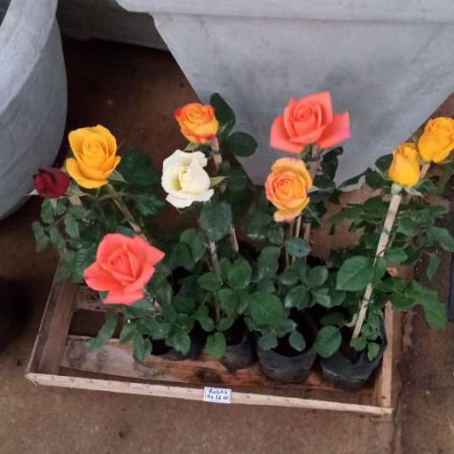 Comprar o produto de Mini Rosas Colombianas  em Floriculturas pela empresa Sol Flora - Comercialização de Mudas em Itapetininga, SP por Solutudo