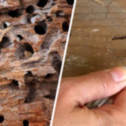 Descupinização Profissional – Proteja sua Estrutura em Paranapanema/SP