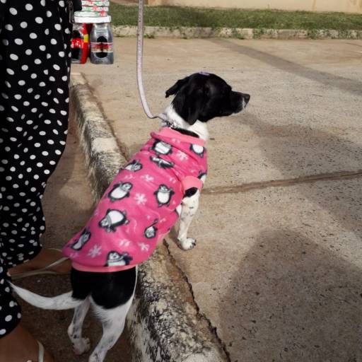 Costura Criativa em Bauru  em Bauru, SP por Escola Moldare