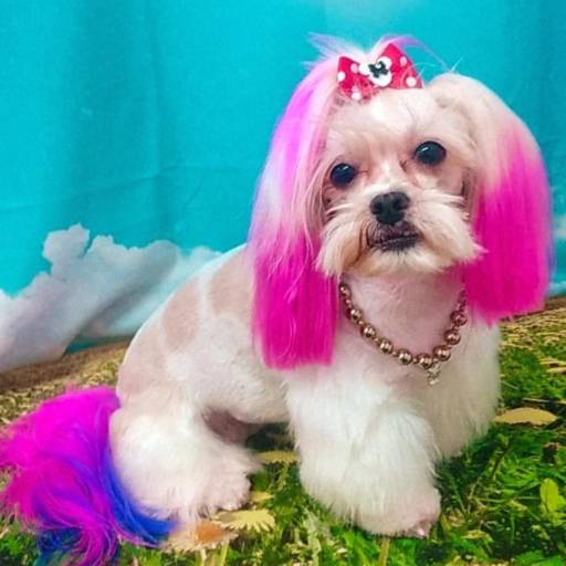 Banho Pet temático em Bauru: Girassol  por Tia Angela Centro de Estética Animal