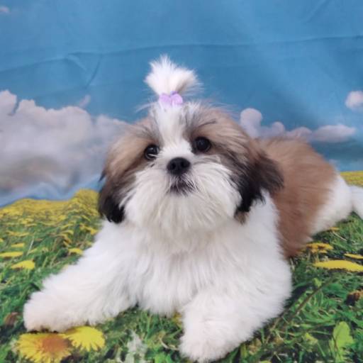 Banho Pet temático em Bauru: Girassol  por Tia Angela Centro de Estética Animal