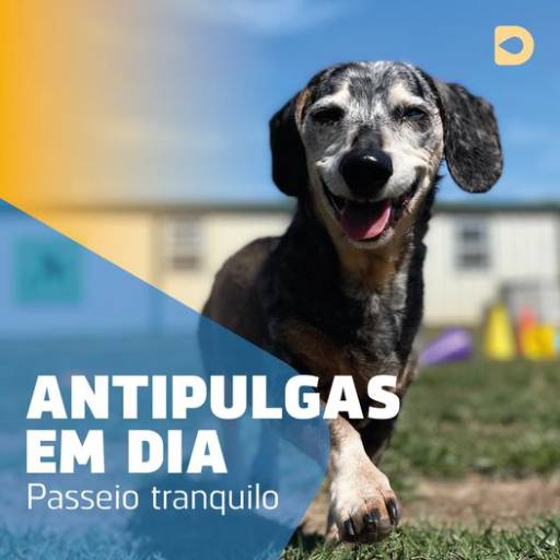 Antipulgas em Bauru
