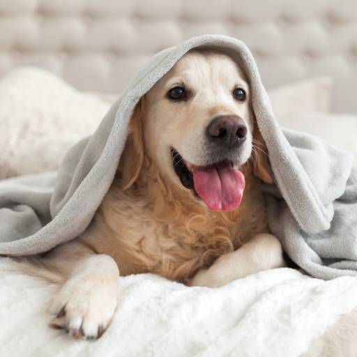 Vacinação Pet