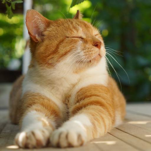 Castração de Cães e Gatos