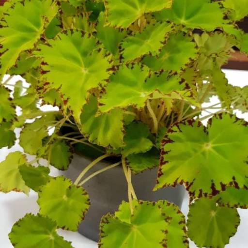 Peperomia por Vasos Decor