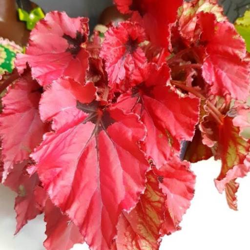 Begônia por Vasos Decor