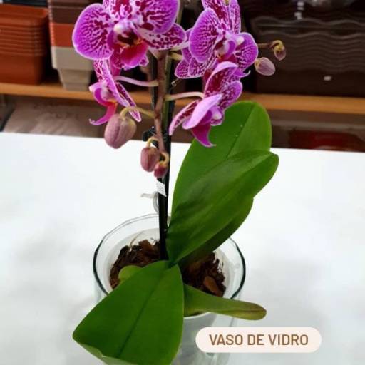 Orquídea por Vasos Decor