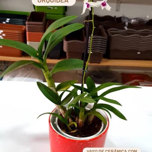 Orquídea por Vasos Decor