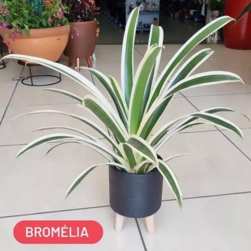 Bromélia por Vasos Decor