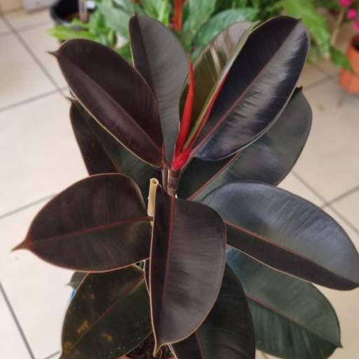 Ficcus elástica por Vasos Decor