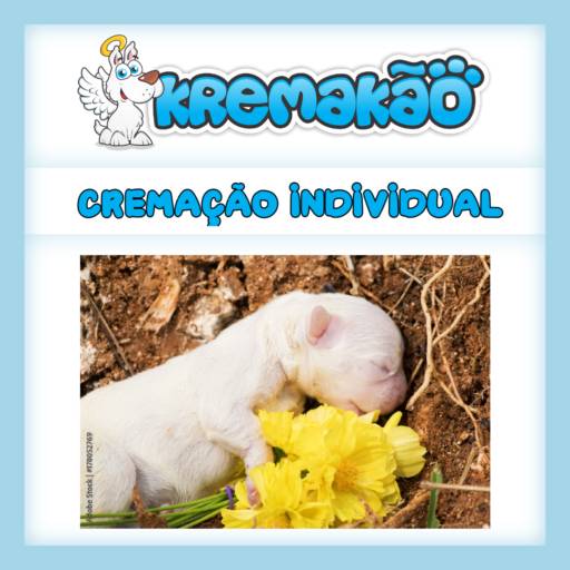 Comprar o produto de Cremação Individual em Crematórios pela empresa Kremakão - Crematório de Pequenos Animais em Itapetininga, SP por Solutudo