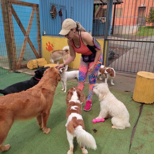 Creche Integral para Pet em Foz do Iguaçu, PR por Soul Pet - Hotel para Cão, Creche e Estética Animal