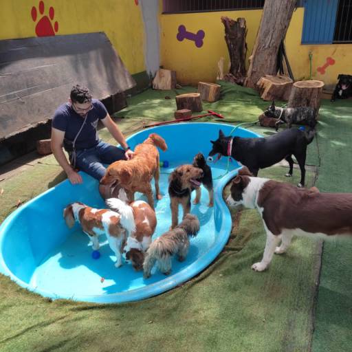 Creche Integral para Pet em Foz do Iguaçu, PR por Soul Pet - Hotel para Cão, Creche e Estética Animal