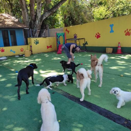 Creche Meio Período para Pet  em Foz do Iguaçu, PR por Soul Pet - Hotel para Cão, Creche e Estética Animal