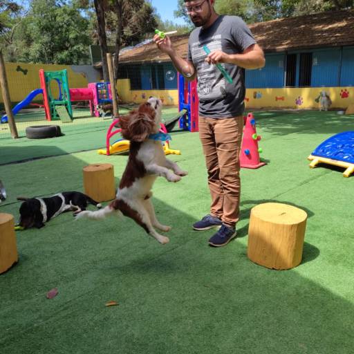 Creche Meio Período para Pet  em Foz do Iguaçu, PR por Soul Pet - Hotel para Cão, Creche e Estética Animal