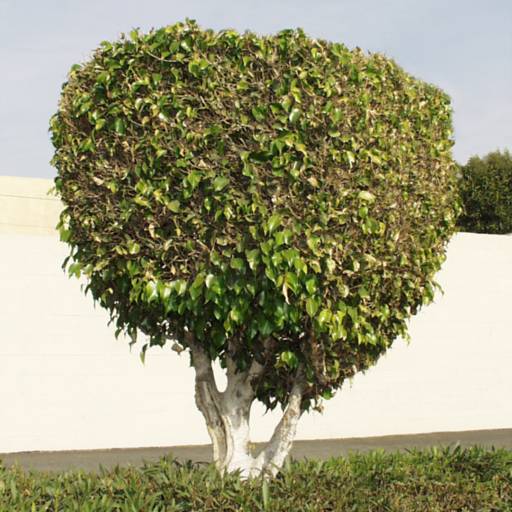 Poda Árvore Bauru por Visual Jardinagem Bauru