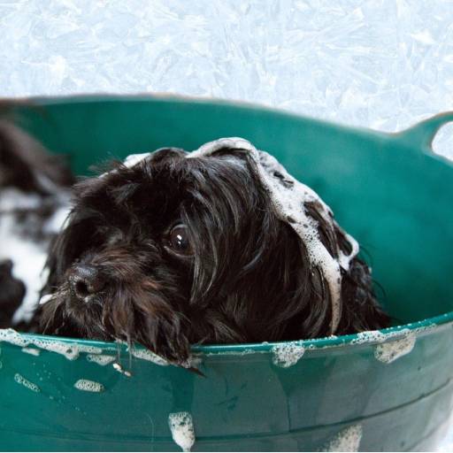 Shampoos e Condicionador para Cachorros​ por Casa de Ração Topp das Aves