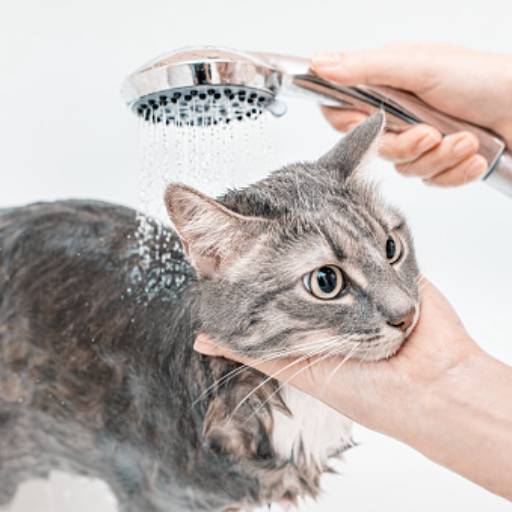 Tosa higiênica de gatos  por Pet Stop 